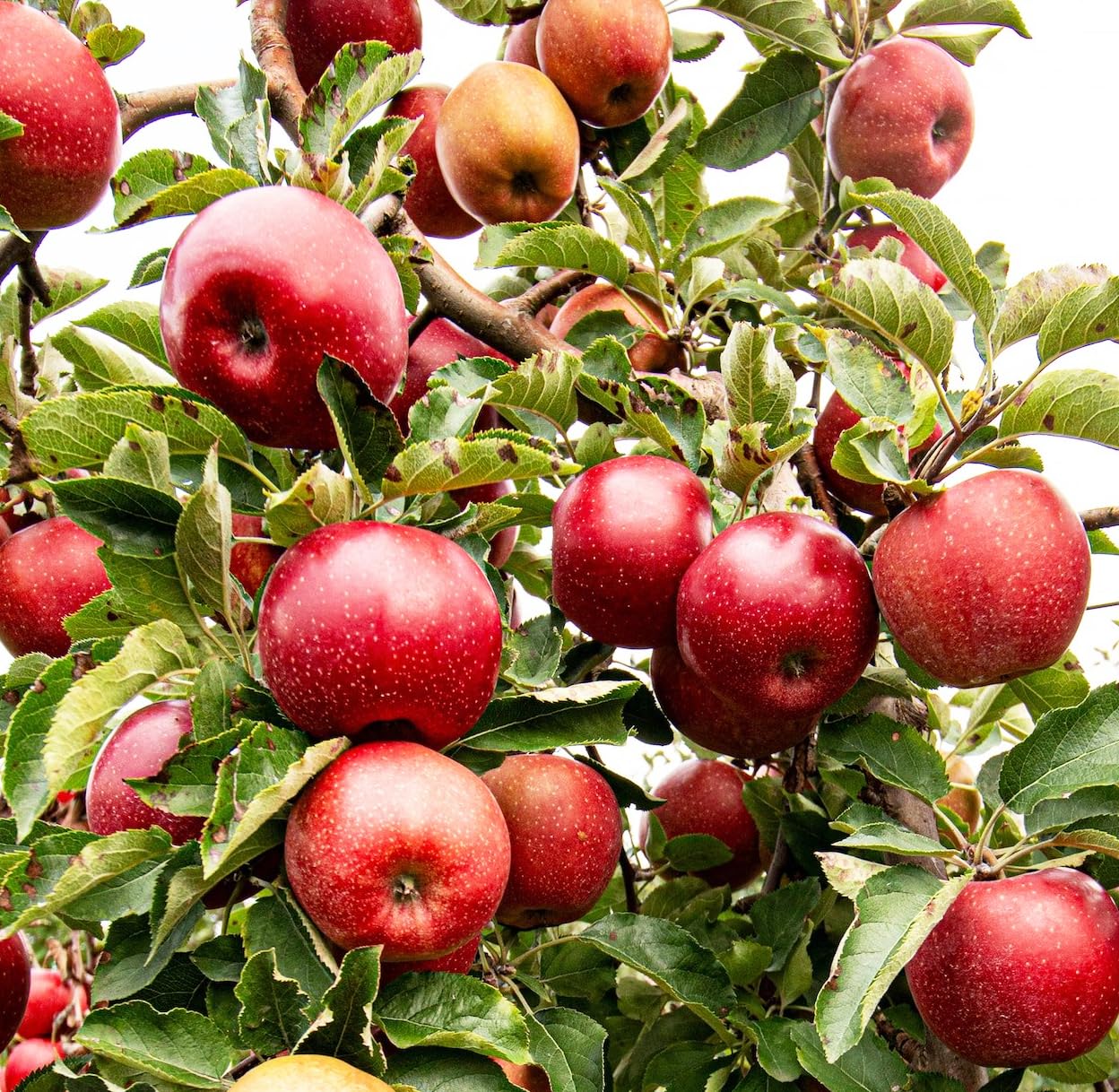 Carpet Creeping apple seeds offer high germination potential for successful sprouts.