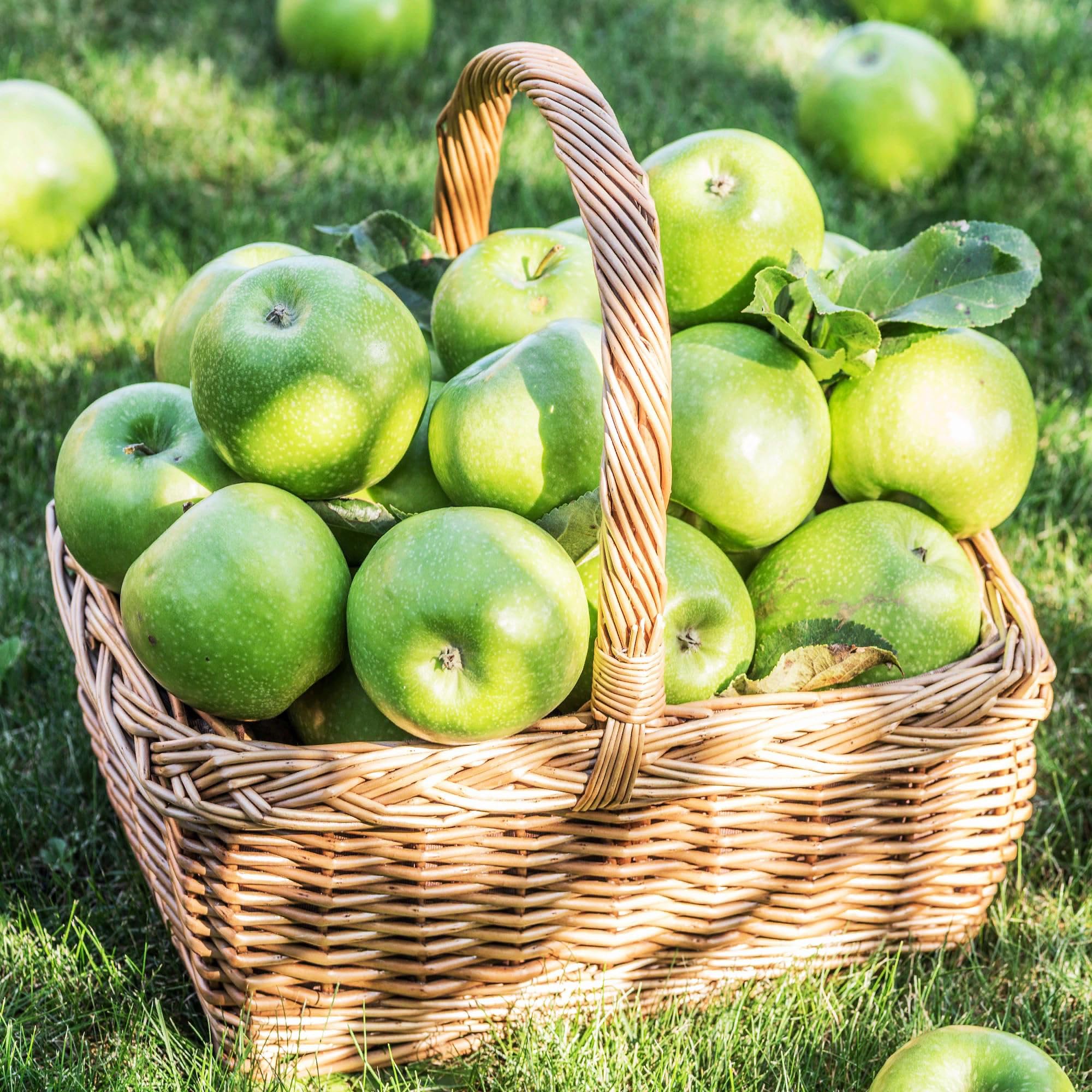 Carpet Creeping apple seeds for outdoor planting enable a thriving home orchard.