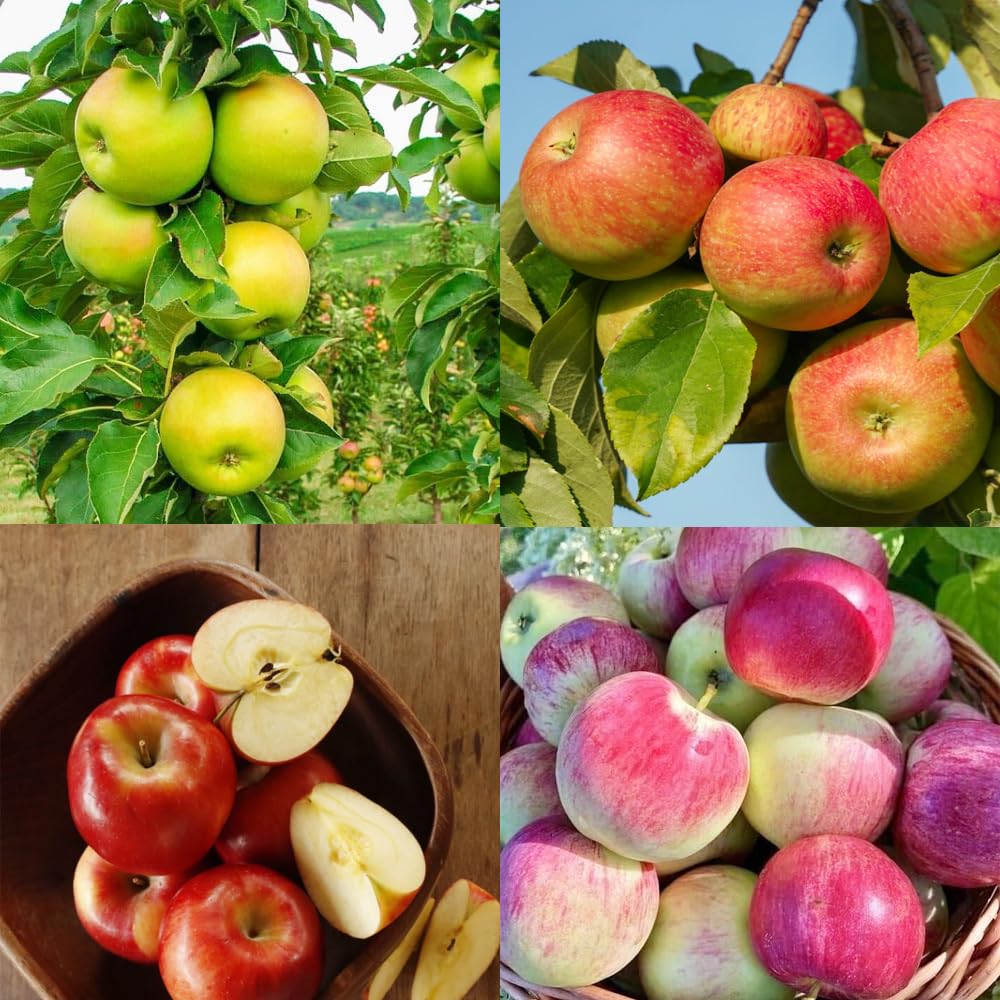 Carpet Creeping apple seeds variety pack supports diverse backyard flavors.