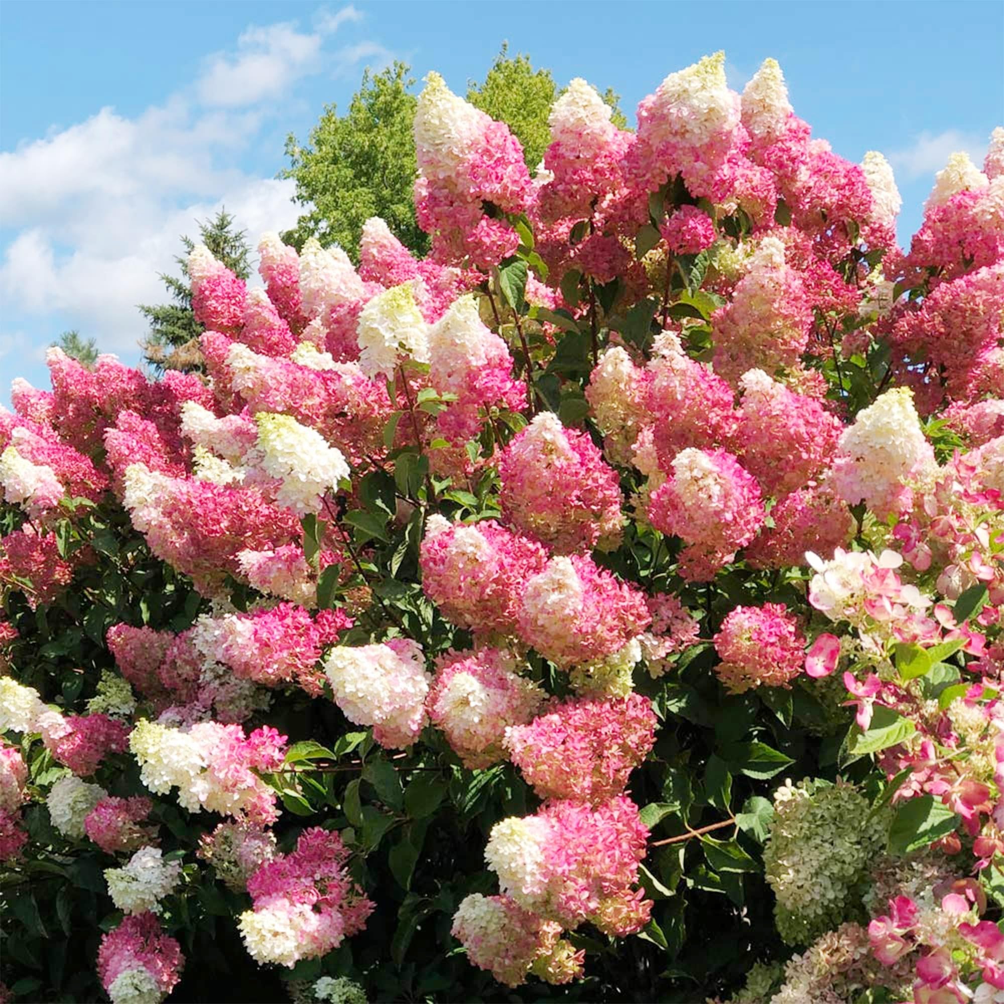Carpet Creeping balcony garden idea with hydrangea seeds for containers