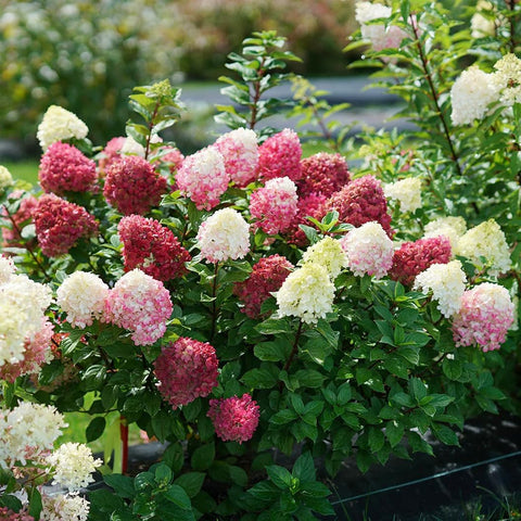 Carpet Creeping basket display hydrangea seeds ideal for hanging baskets