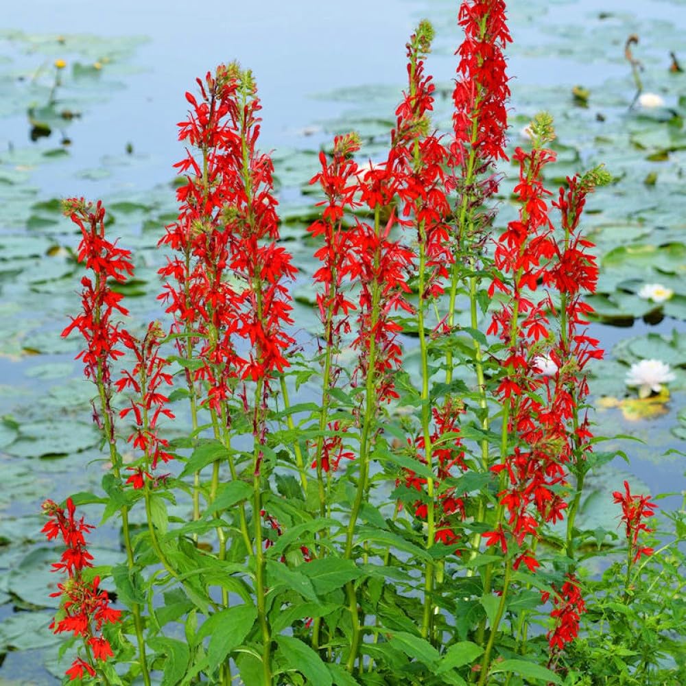 Carpet Creeping attracts bees and butterflies to cardinal blooms in a lively garden.