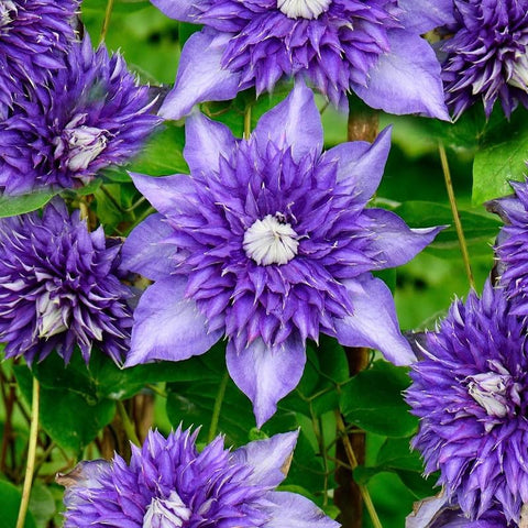 Carpet Creeping Clematis attracts bees and butterflies to your garden