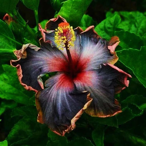 Carpet Creeping black hibiscus garden scene in a bright outdoor bed.