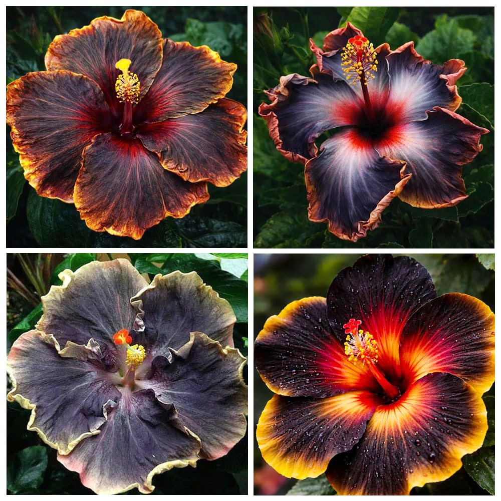 Carpet Creeping black hibiscus seed packet ready for outdoor planting and vibrant blooms.