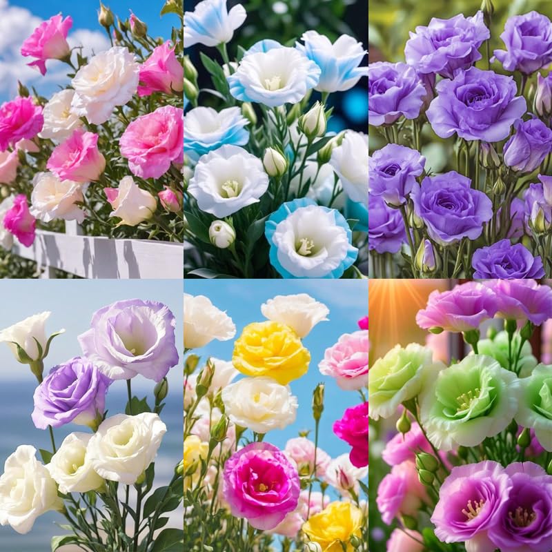 Carpet Creeping Black Pearl lisianthus seed pellets enable reliable germination.