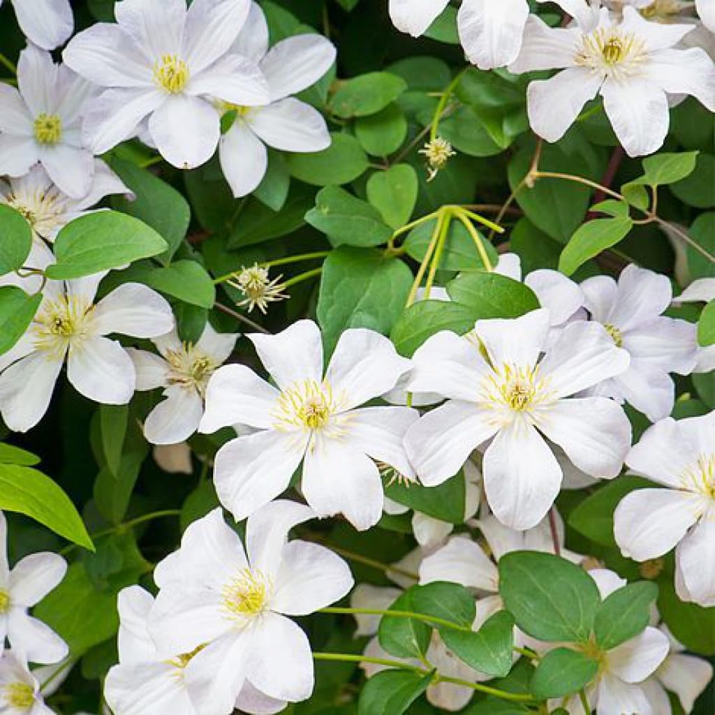 Carpet Creeping blooms in purple, pink, blue, white colors for vibrant borders