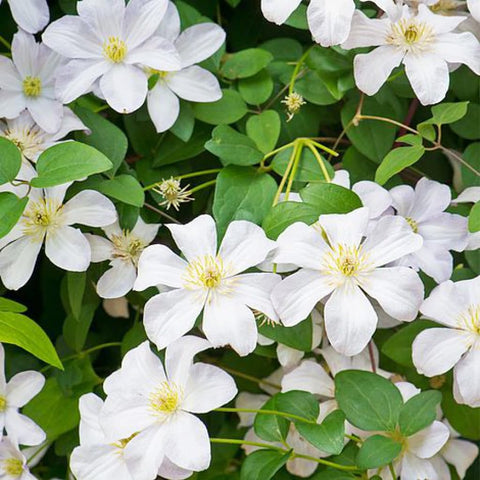 Carpet Creeping blooms in purple, pink, blue, white colors for vibrant borders