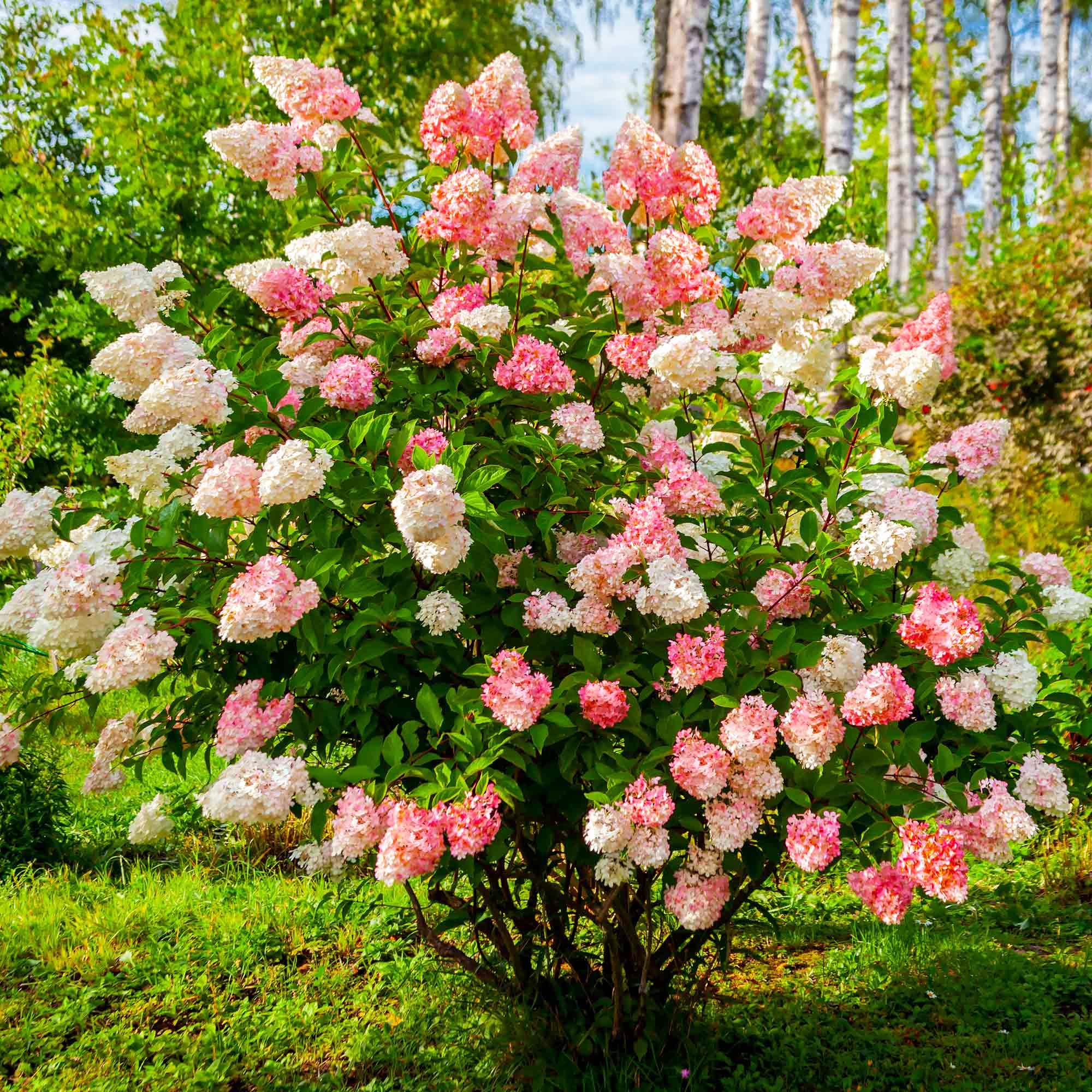Carpet Creeping border-edge hydrangea seeds for vibrant perennial-like annual display