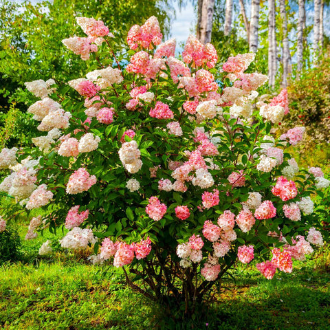 Carpet Creeping border-edge hydrangea seeds for vibrant perennial-like annual display