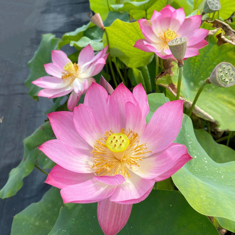 Carpet Creeping bowl lotus seeds packaging highlights ready-to-plant batch