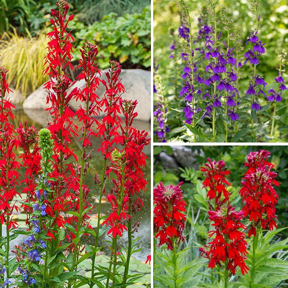 Carpet Creeping cardinal flower blooms close-up showing vibrant red petals and nectar-rich structure.