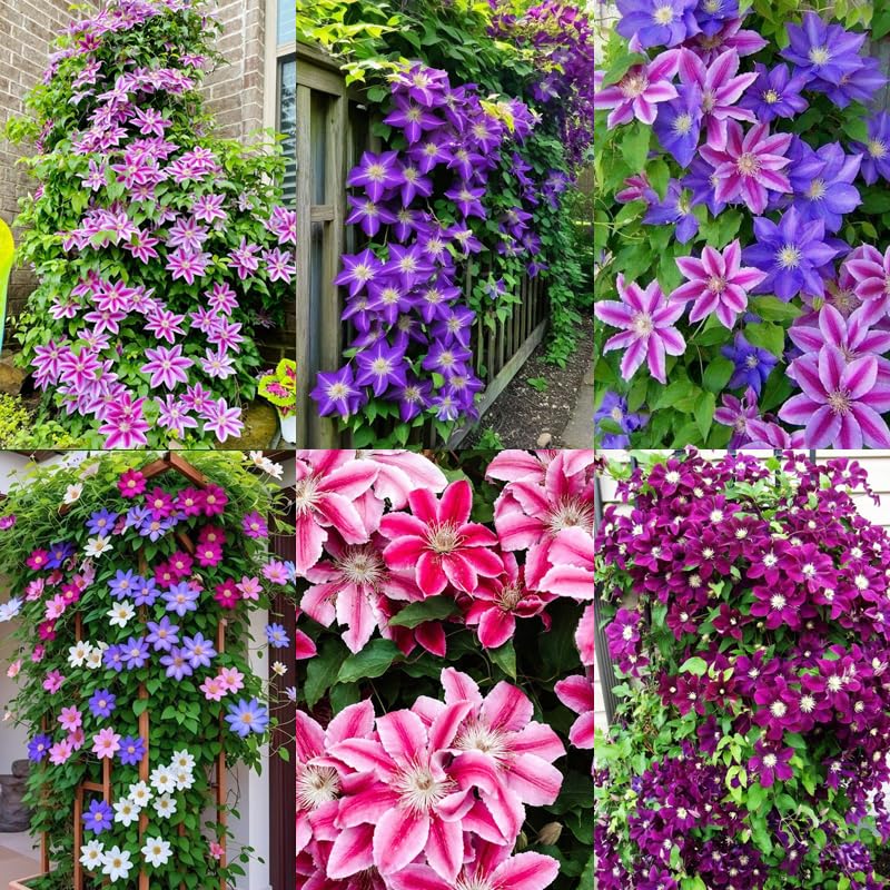 Carpet Creeping Clematis on fence image highlights vertical garden interest