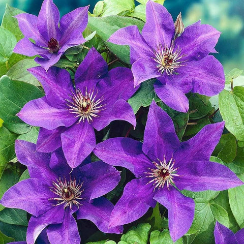 Carpet Creeping Clematis climbing on a trellis adds seasonal charm