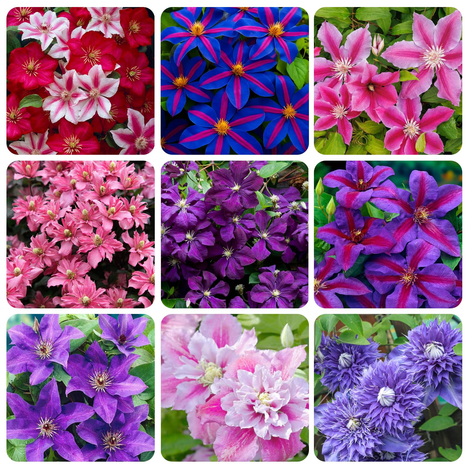 Carpet Creeping Clematis seed pack ready for spring planting in beds