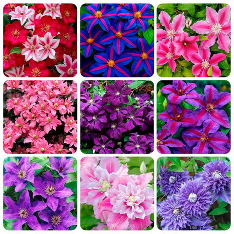 Carpet Creeping Clematis seed pack ready for spring planting in beds