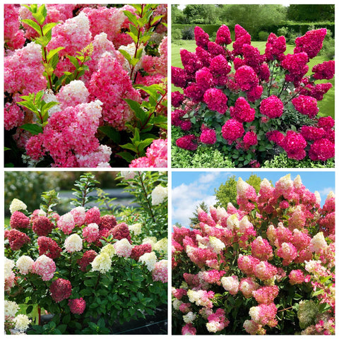 Carpet Creeping color-variety hydrangea seeds offering scarlet to rose hues