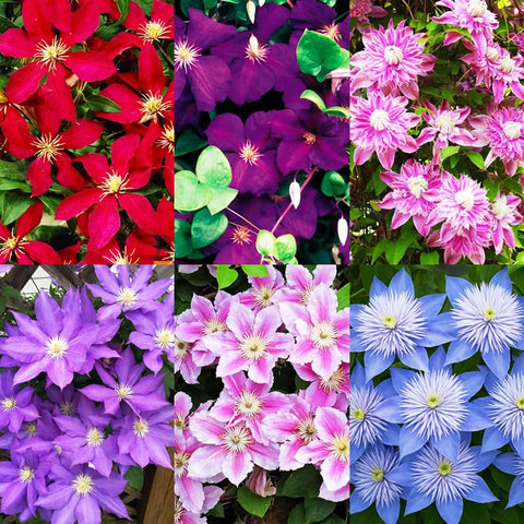 Carpet Creeping colorful blooms show purple, pink, blue, white colors