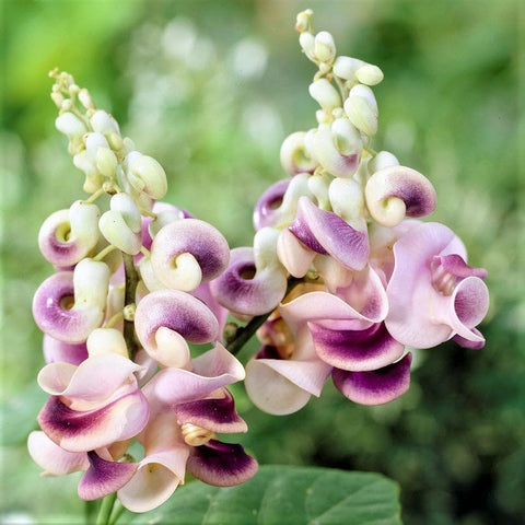 Carpet Creeping Corkscrew Vine hot-climate seeds thrive in warm sun for resilient summer color.
