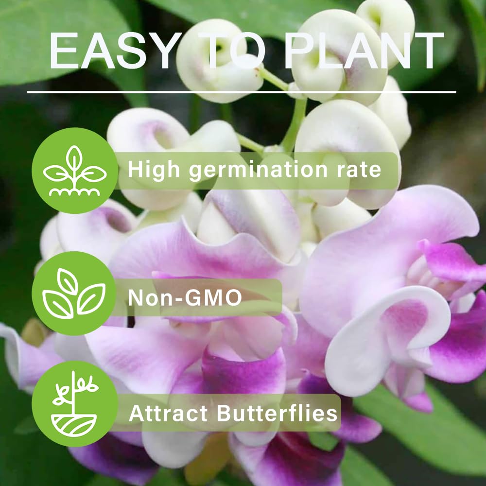 Carpet Creeping Corkscrew Vine pollinator-friendly seeds attract bees and butterflies to your outdoor space.