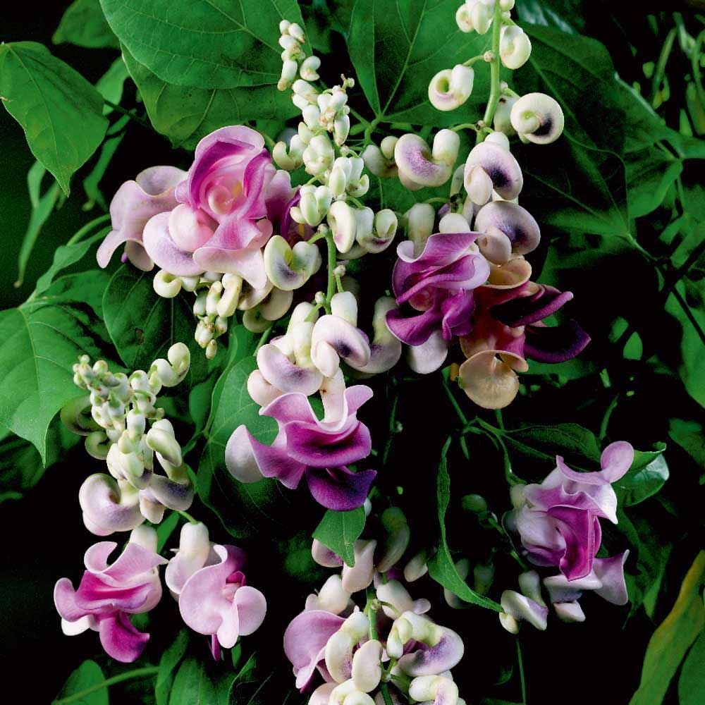 Carpet Creeping Corkscrew Vine spiral flowers seeds display twisting blooms for a dramatic garden focal point.