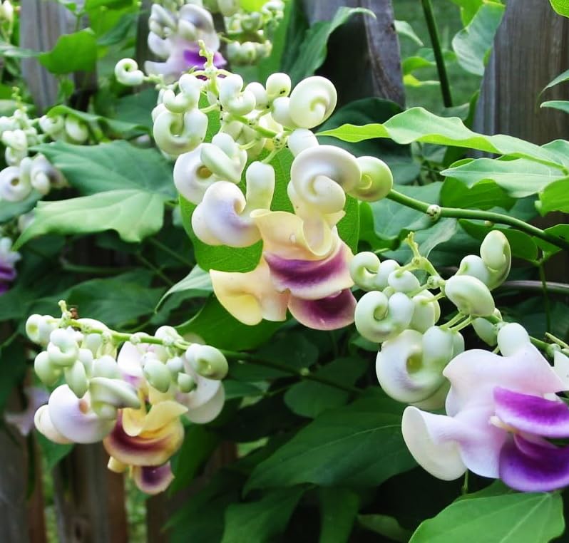 Carpet Creeping Corkscrew Vine vertical garden seeds promote rapid trellis coverage and lush privacy.