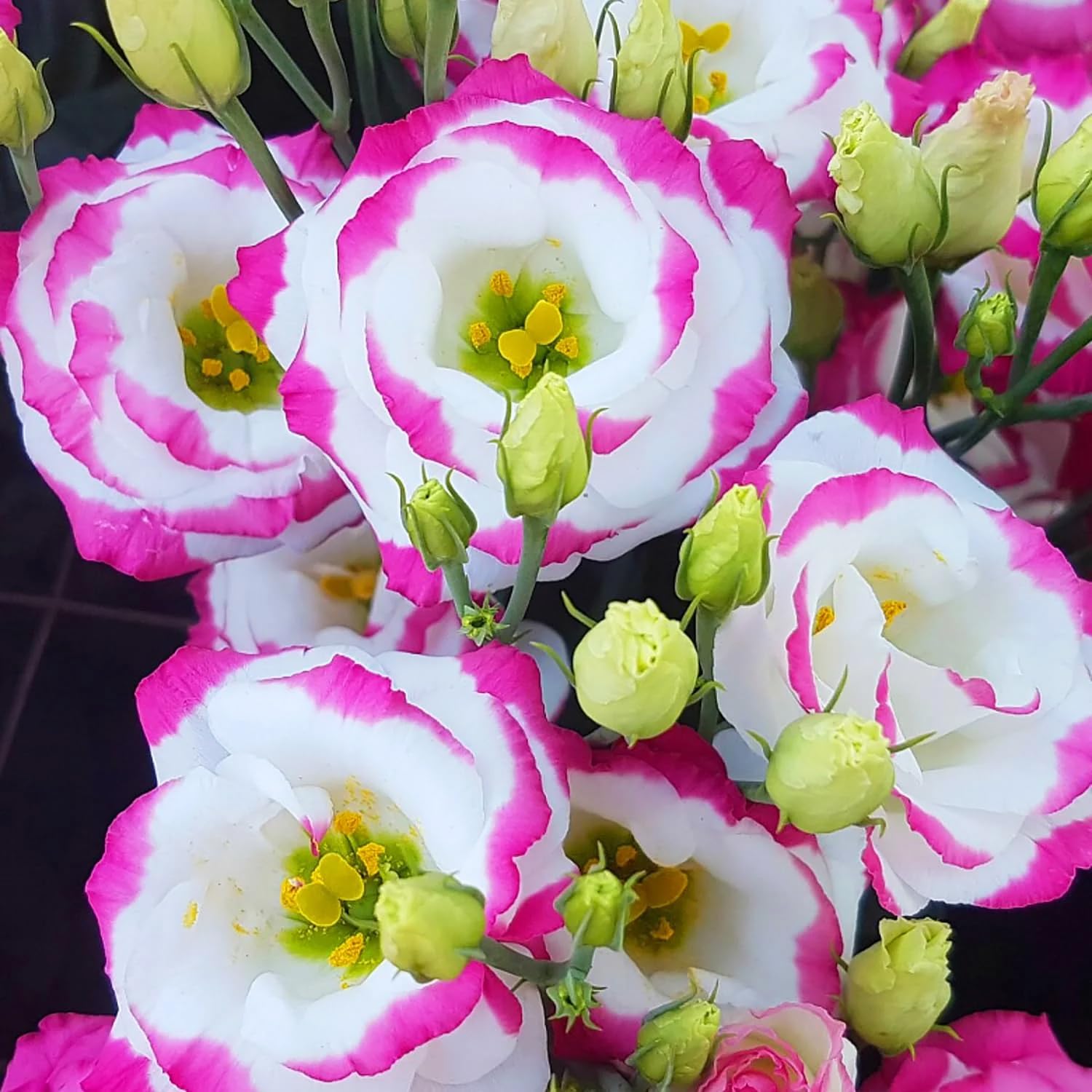 Carpet Creeping disease-resistant lisianthus seeds help sustain healthy plants through the growing season.