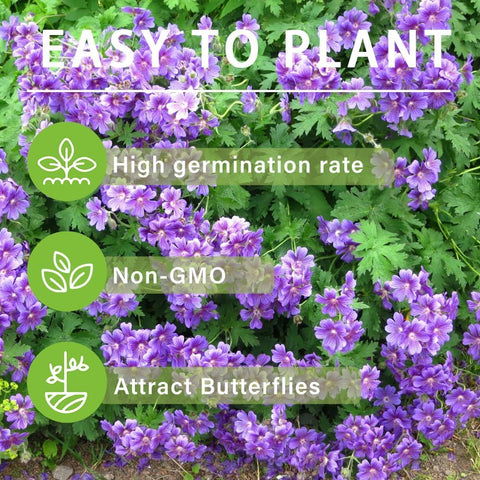 Carpet Creeping easy grow seeds shown in planting rows for color