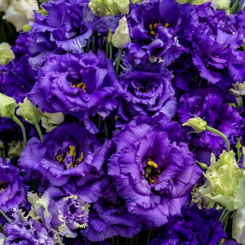 Carpet Creeping garden-ready lisianthus offer flexible use in beds, borders, or containers.