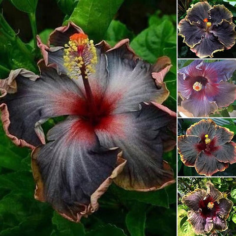 Carpet Creeping hibiscus plants with lush leaves ideal for sunny borders.