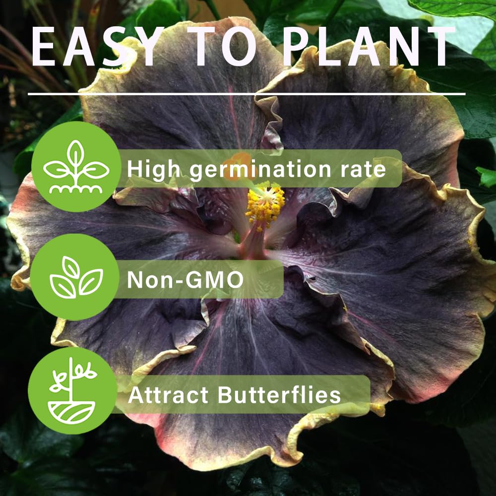 Carpet Creeping hibiscus attracting bees and butterflies for biodiversity.