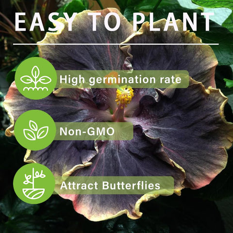Carpet Creeping hibiscus attracting bees and butterflies for biodiversity.