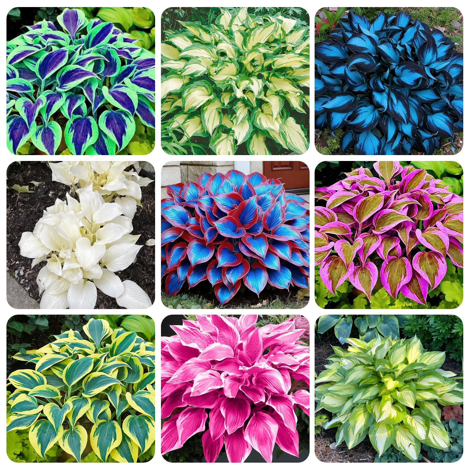 Carpet Creeping Hosta seed collection closeup showing vibrant foliage variety for shade gardens.