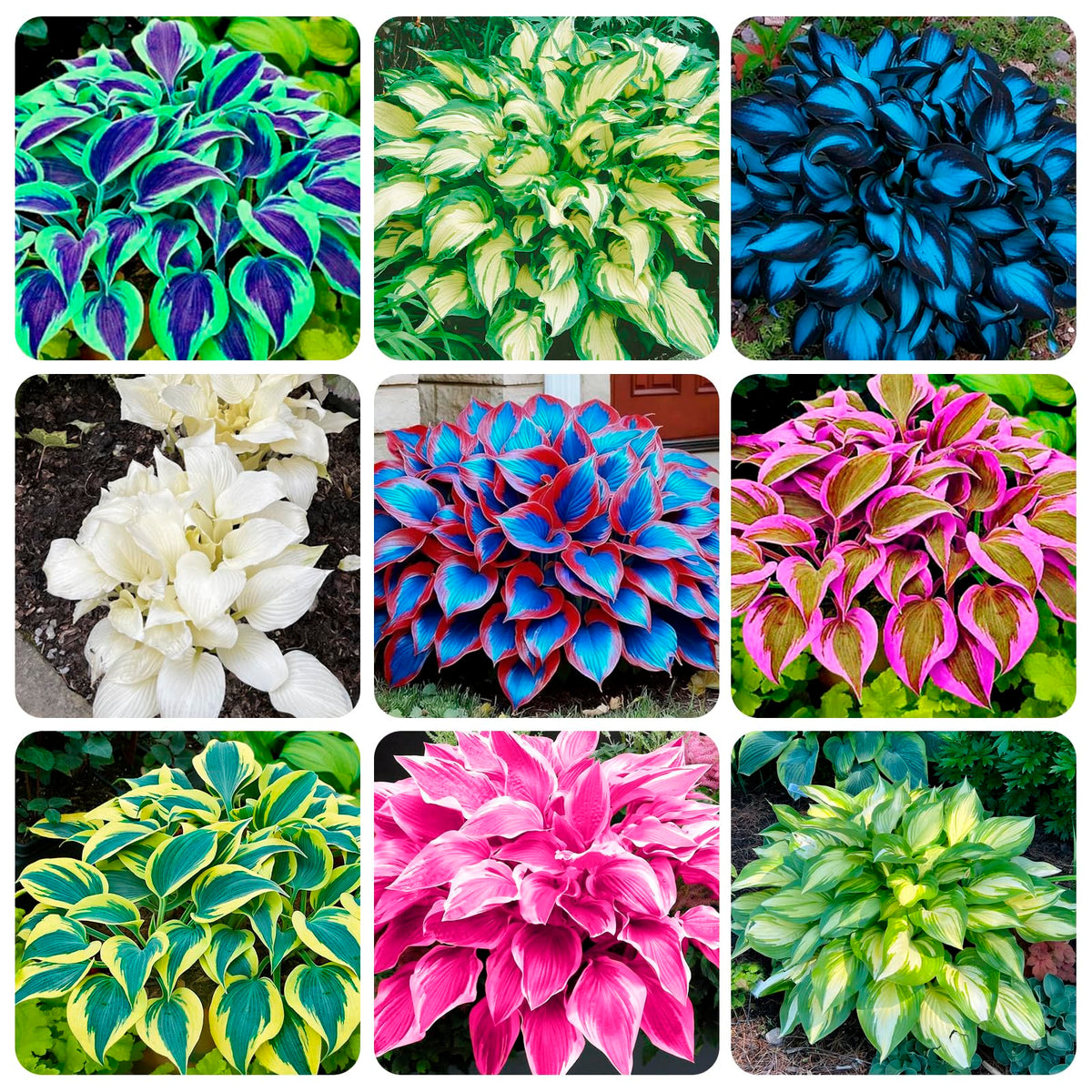 Carpet Creeping Hosta seed collection closeup showing vibrant foliage variety for shade gardens.