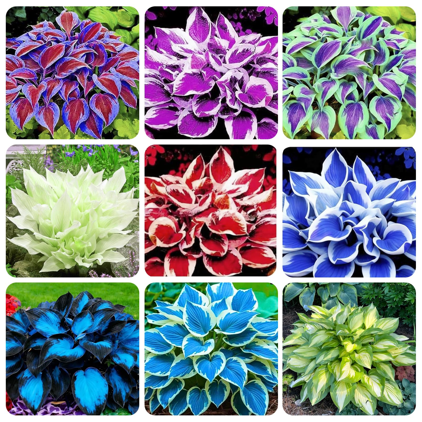 Carpet Creeping Hosta seeds seed-pack for shade garden and easy-care planting