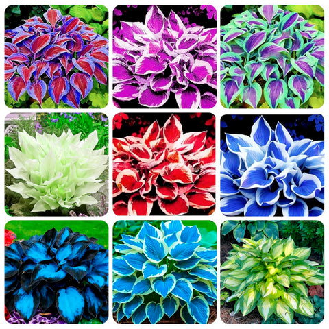 Carpet Creeping Hosta seeds seed-pack for shade garden and easy-care planting