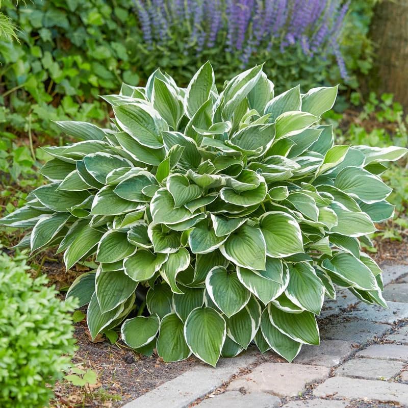 Carpet Creeping Hosta seeds border-plants add texture and color to landscapes