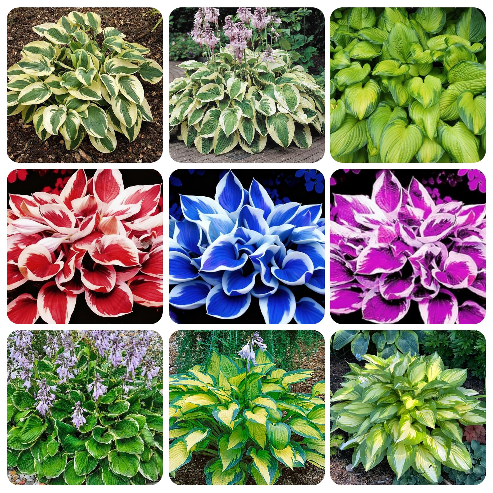 Carpet Creeping Hosta seeds sprouting-seedling demonstrates lush foliage in low light