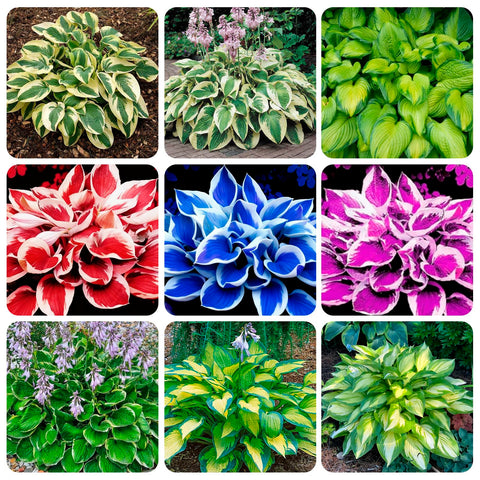 Carpet Creeping Hosta seeds sprouting-seedling demonstrates lush foliage in low light