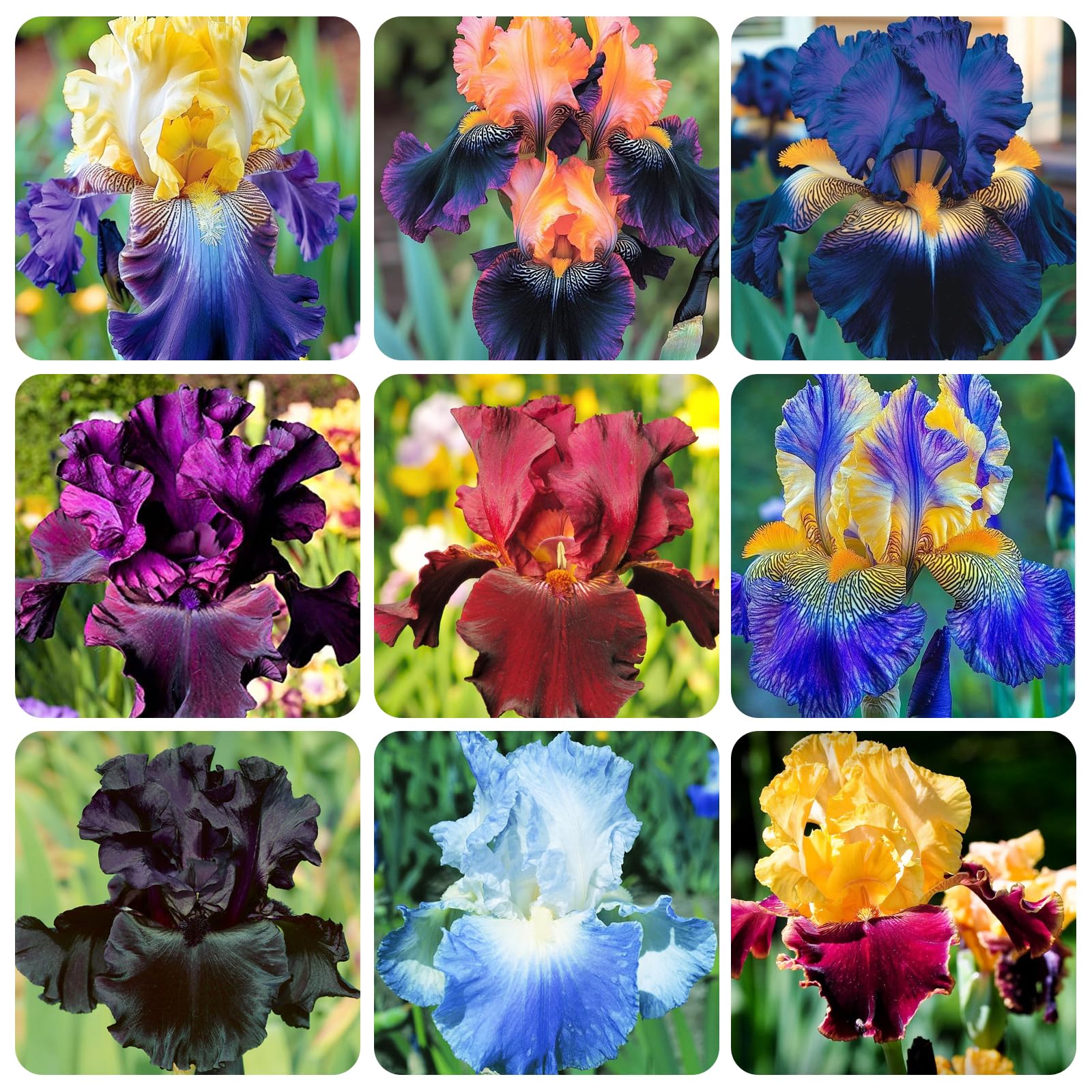 Carpet Creeping Iris Seeds for garden borders and container displays.