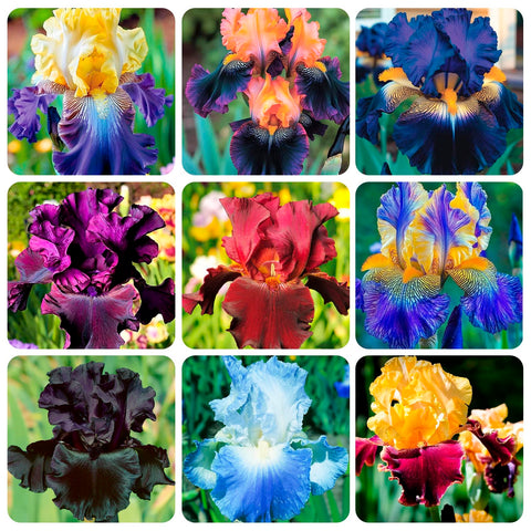 Carpet Creeping Iris Seeds for garden borders and container displays.