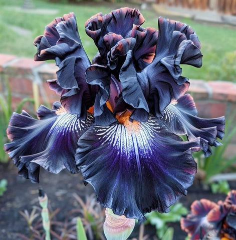 Carpet Creeping Iris Seeds naturalizing look in garden beds.