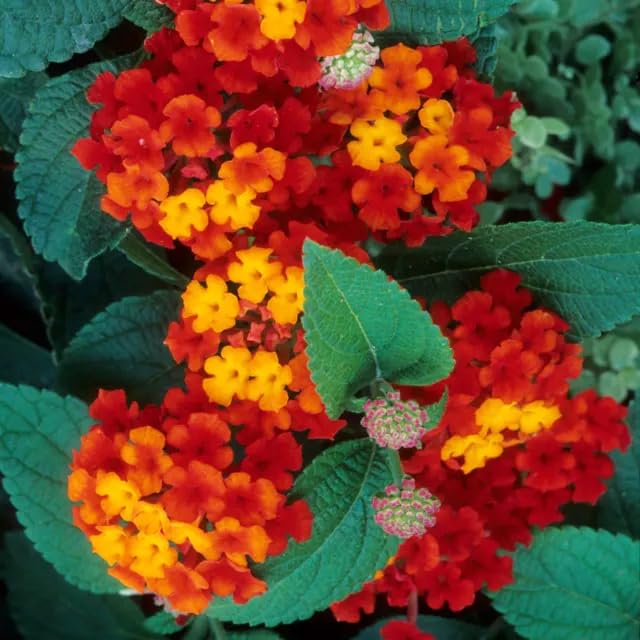 Carpet Creeping lantana blooms in a pot, brightening patios and balconies