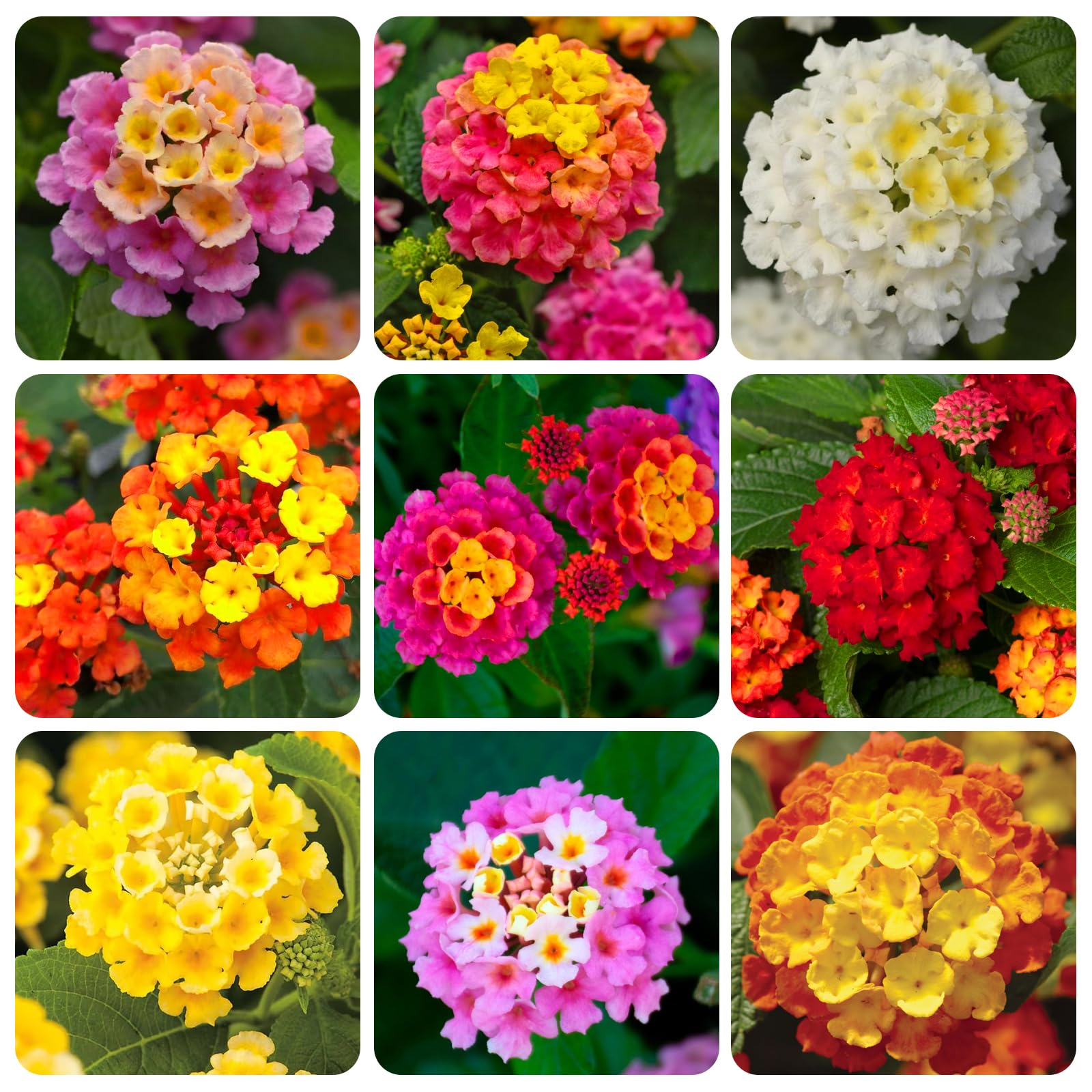 Carpet Creeping lantana bloom multicolor close-up showing vibrant color changes