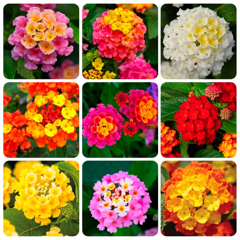 Carpet Creeping lantana bloom multicolor close-up showing vibrant color changes