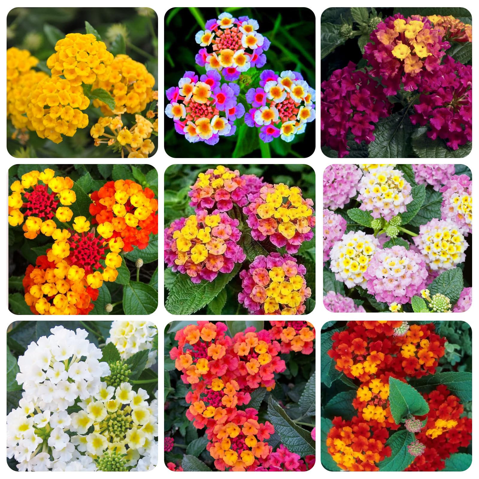 Carpet Creeping lantana container garden on balcony demonstrates patio versatility