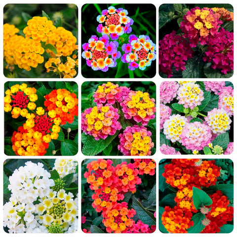 Carpet Creeping lantana container garden on balcony demonstrates patio versatility