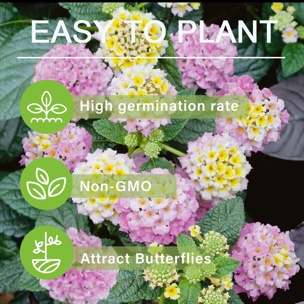 Carpet Creeping lantana seeds stored easily upon delivery for clutter-free setup