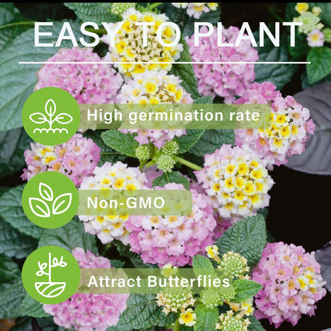 Carpet Creeping lantana seeds stored easily upon delivery for clutter-free setup