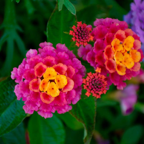 Carpet Creeping lantana fragrant flowers enhance garden scent